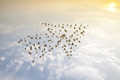 An image of a flock of birds forming a large arrow